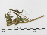 登錄號:F0018970藏品圖，第4張