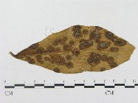 登錄號:F0018972藏品圖，第1張