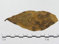登錄號:F0018972藏品圖，第4張