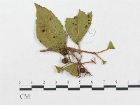 登錄號:F0018974藏品圖，第1張
