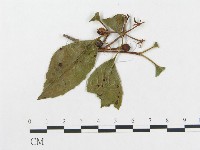 登錄號:F0018974藏品圖，第4張