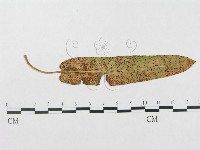 登錄號:F0018975藏品圖，第1張