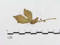 登錄號:F0018976藏品圖，第1張