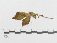 登錄號:F0018976藏品圖，第4張