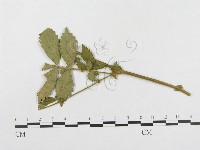 登錄號:F0018977藏品圖，第1張
