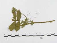 登錄號:F0018977藏品圖，第4張