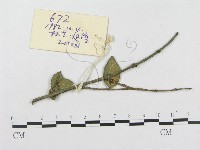 登錄號:F0018978藏品圖，第1張