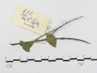登錄號:F0018978藏品圖，第4張