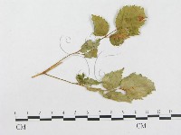 登錄號:F0018980藏品圖，第1張