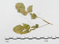 登錄號:F0018980藏品圖，第4張