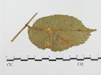 登錄號:F0018981藏品圖，第1張
