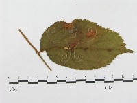 登錄號:F0018981藏品圖，第4張