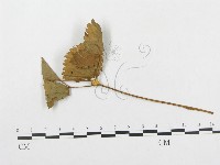 登錄號:F0018982藏品圖，第1張