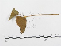 登錄號:F0018982藏品圖，第4張