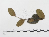 登錄號:F0018983藏品圖，第1張