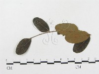 登錄號:F0018983藏品圖，第4張