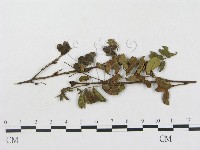 登錄號:F0018984藏品圖，第1張