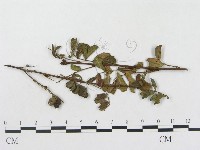 登錄號:F0018984藏品圖，第4張