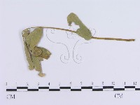 登錄號:F0018985藏品圖，第4張