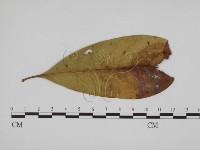 登錄號:F0018989藏品圖，第1張