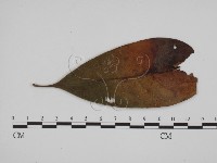 登錄號:F0018989藏品圖，第3張