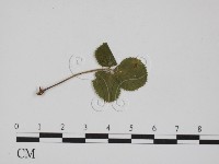 登錄號:F0018990藏品圖，第1張