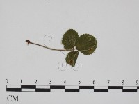 登錄號:F0018990藏品圖，第3張
