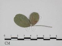 登錄號:F0018993藏品圖，第1張