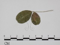 登錄號:F0018993藏品圖，第3張
