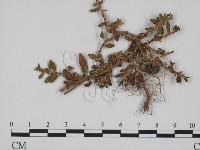 登錄號:F0018994藏品圖，第1張