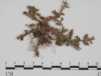 登錄號:F0018994藏品圖，第3張