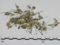 登錄號:F0018995藏品圖，第1張