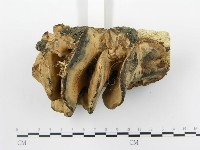 登錄號:F0019012藏品圖，第3張