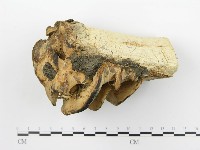 登錄號:F0019012藏品圖，第4張