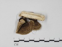 栓菌屬藏品圖，第3張