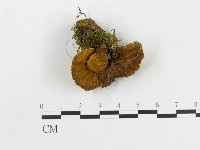 登錄號:F0019015藏品圖，第1張