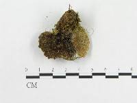 登錄號:F0019015藏品圖，第3張
