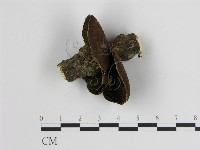 登錄號:F0019016藏品圖，第1張