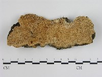 登錄號:F0019018藏品圖，第1張