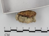 附毛菌屬藏品圖，第4張