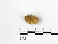 館號:F0019022藏品圖，第1張