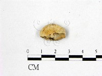 館號:F0019022藏品圖，第3張