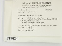冇骨消絲齒菌藏品圖，第2張