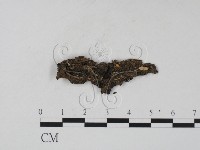 登錄號:F0019029藏品圖，第1張