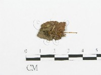 登錄號:F0019033藏品圖，第1張