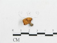 多孔菌屬藏品圖，第3張