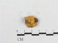 多孔菌屬藏品圖，第3張