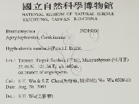 冇骨消絲齒菌藏品圖，第2張