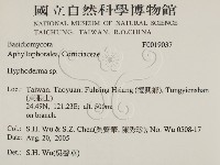 絲皮菌屬藏品圖，第2張