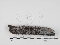 絲皮菌屬藏品圖，第3張